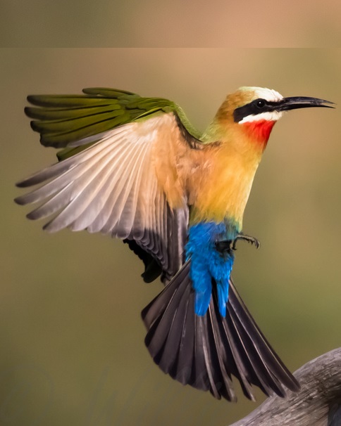 White Fronted Bee-eater