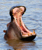 Hippo's can often be spotted in the dam. So please beware!